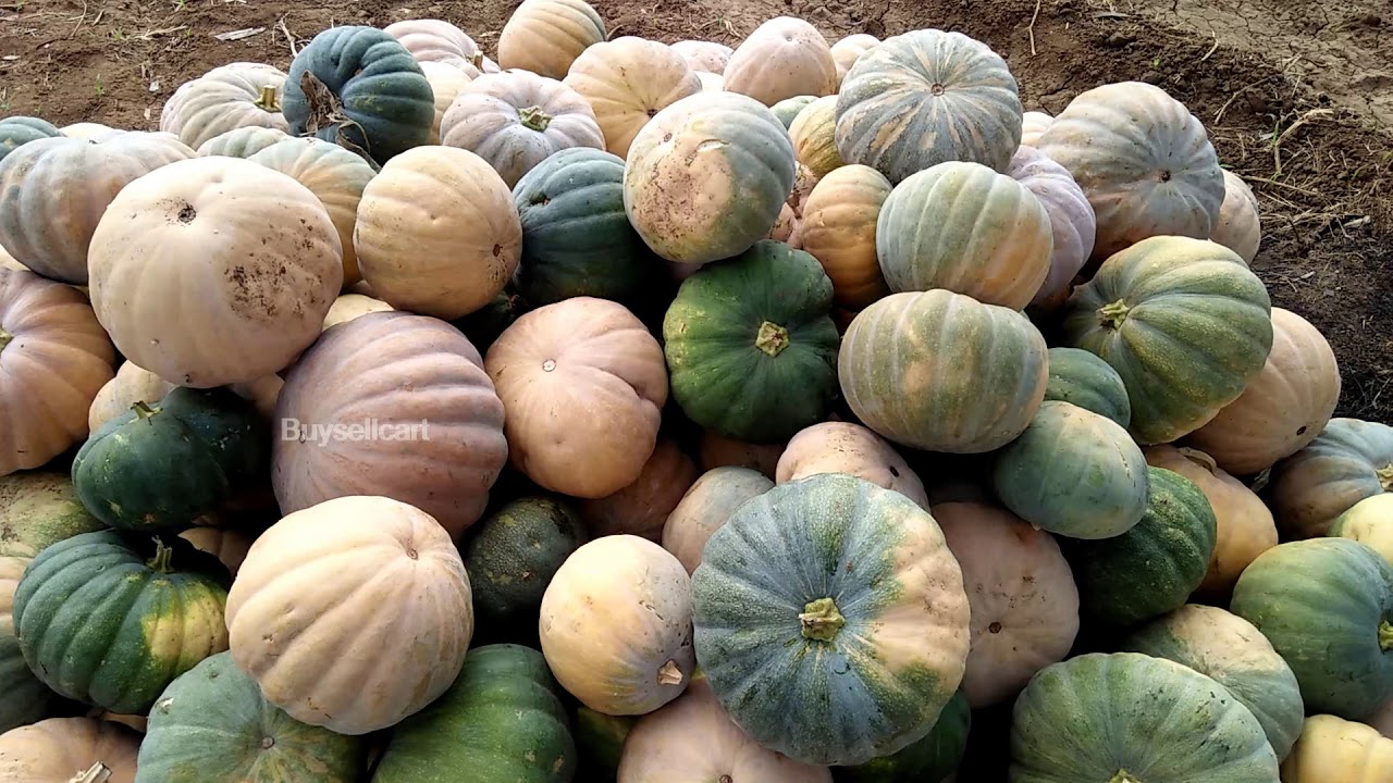 Pumpkin Farming in Tamilnadu Buysellcart YouTube