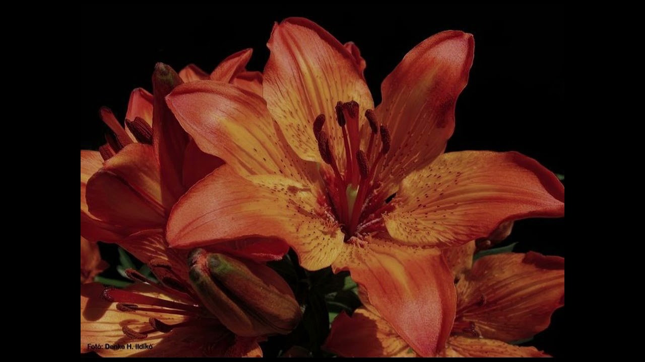 Saki Saki (Vocals Only/ Acapella)