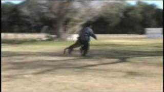 Luigi - SchIII Protection - Belgian Malinois