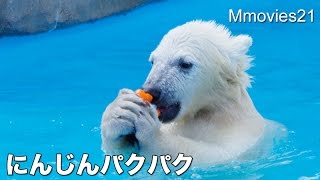 Polar Bear cub found a carrot！ニンジンみぃつけた！