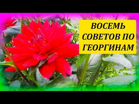 Видео: Что такое георгины на столовой тарелке - Советы по уходу за георгином на обеденной тарелке