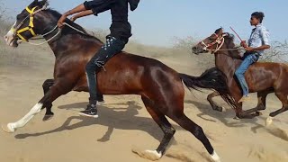 मोती ओर बादल की रेस | Kutch desi horse race in taragadi