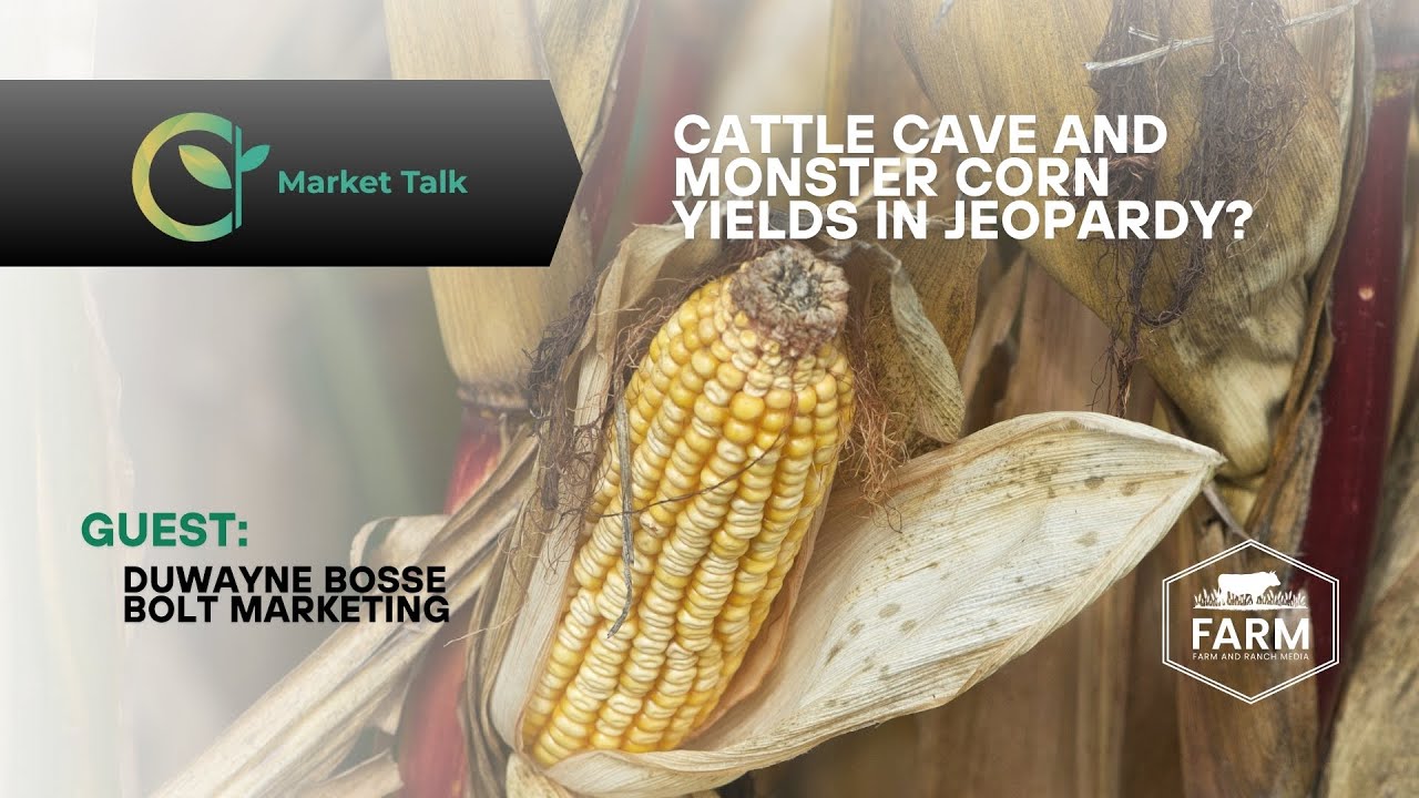 Cattle Cave and Monster Corn Yields in Jeopardy? Cattle Cave and Monster Corn Yields in Jeopardy?