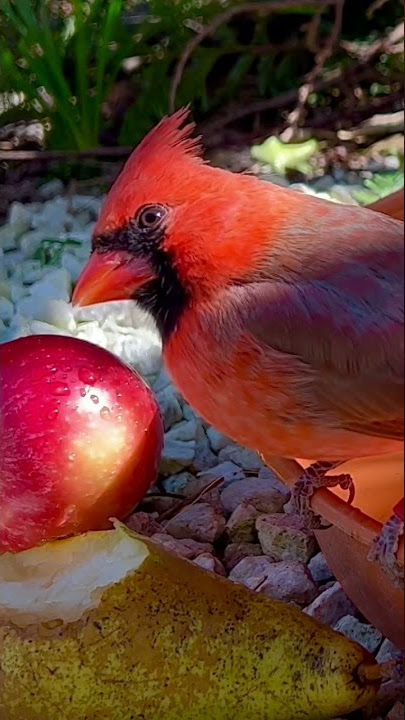 Northern Cardinal | Birds | Birds Video