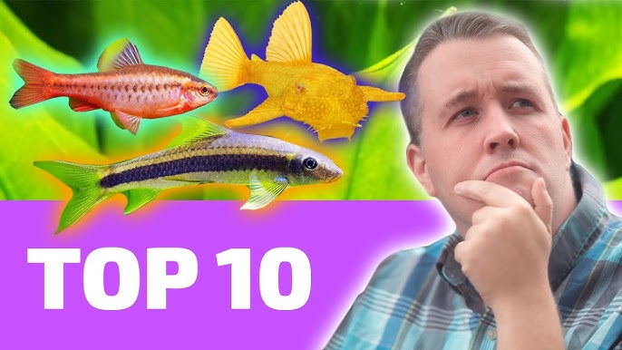 Top 10 Aquarium Fish for Beginners 