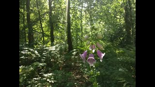 Medytacja spacer po lesie - medytacja prowadzona