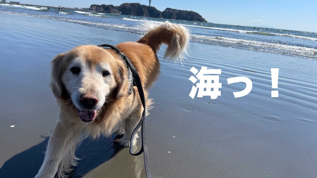 ハロさんが湘南の海に引きずりこんで下さいました