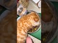 So cute cat !!! #shorts #youtube #youtubeshorts #fyp #fypシ