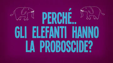 Perché gli elefanti hanno la proboscide al posto del naso?