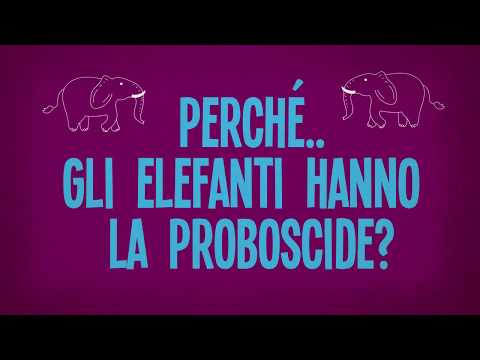 Video: Perché Un Elefante Ha Una Proboscide Lunga?