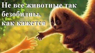 Опасные животные мира с безобидным внешним видом Опасные животные мира с безобидным внешним видом