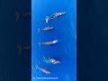 抹香鯨/横並びに隊列を組んで泳ぐマッコウクジラたち🐳