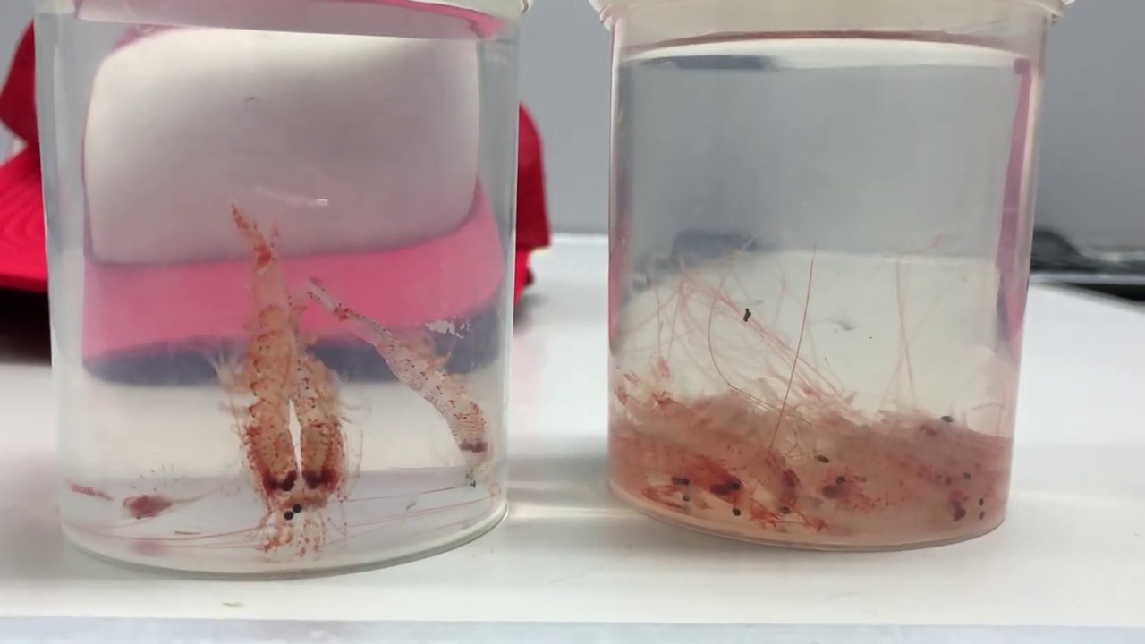 桜えびを 調べる 静岡ヤママル Note