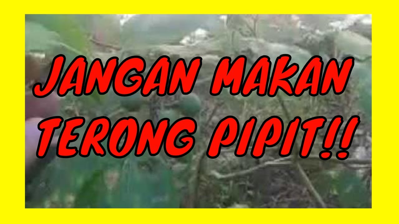 [JANGAN MAKAN TERONG PIPIT] Khasiat-Khasiat Terong Pipit 