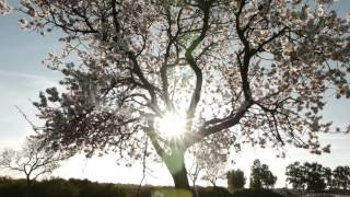 Sun Rays Through Blooming Tree. Tilt Up, 4K.