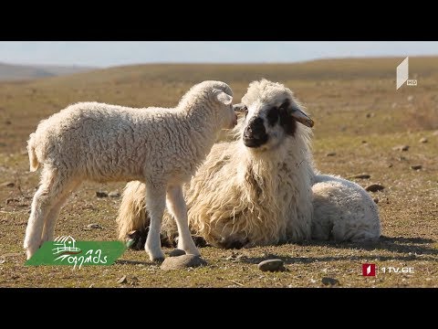 საქართველოში  მეცხვარეობის განვითარების ისტორია და თანამედროვეობა