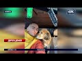 Зрители КТК нашли пропавшую собаку, катавшуюся на троллейбусе