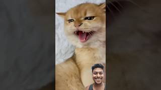 #cat #funny #cats #short