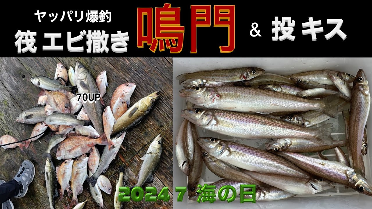 爆釣 鳴門の筏でエビ撒き釣り&キス投げ釣り