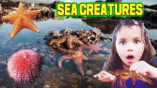 Looking For Sea Creatures In Tide Pools With Zoe The Movie!