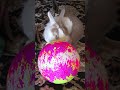 信じられない!🏆 🐰 モフ🐇 は二つのボールで遊べるの? #うさぎ #かわいい #可愛い #ふわふわ #cute #rabbit #ペット #動物 #fyp #viralvideo #shorts