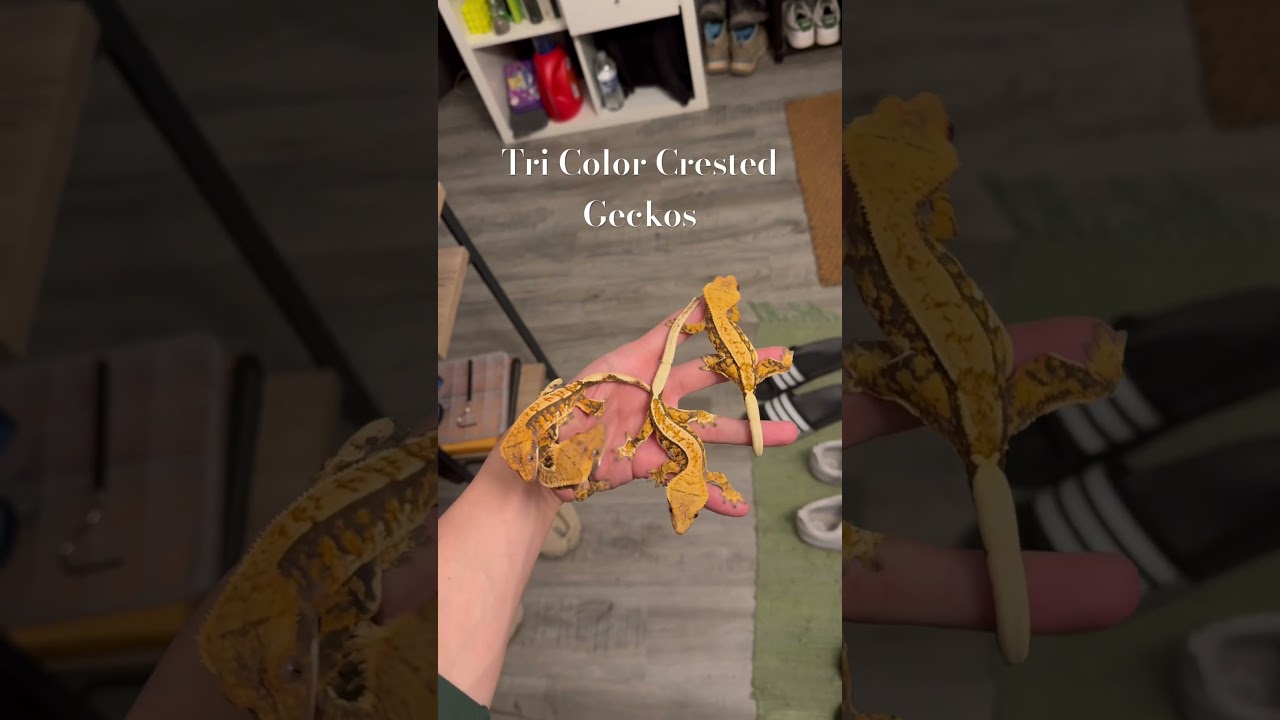 Tri Color Crested Geckos 