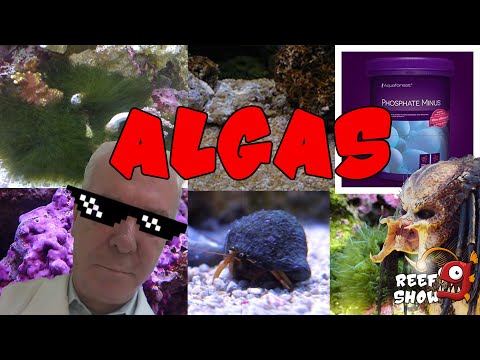 Vídeo: O controle de algas é necessário - Saiba mais sobre identificação e crescimento de algas