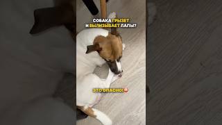 сохрани себе на будущее ✅артикулы wb: пенка для лап #248237382 регенерирующая мазь #269936867