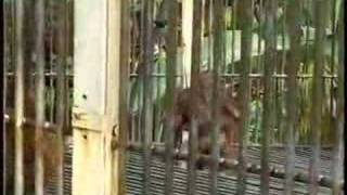 Download Lagu Last of the Orangutans - Borneo MP3 Download Lagu Last of the Orangutans - Borneo MP3