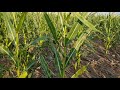 Выращивание кукурузы. No-till 4.08.2018. Состояние посевов