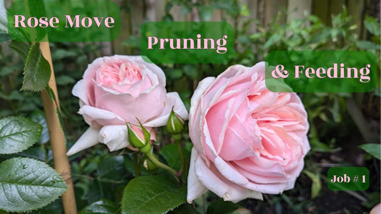 Rose Move Rose Move, pruning and feeding - YouTube