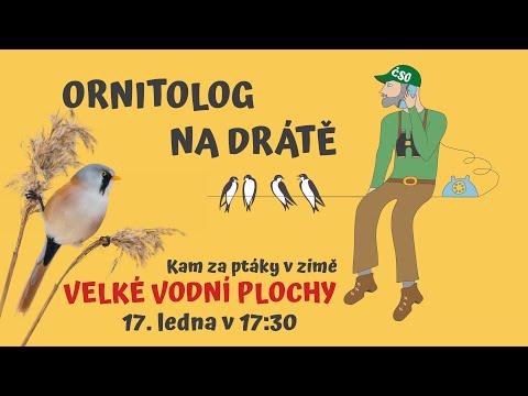 Video: Pozorování ptactva v okolí Albuquerque