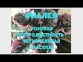 ФИАЛКИ. Розовая пестролистность-изумительная красота! African violets with pink variegation!