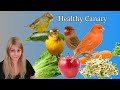 Memberi Makan Burung Kenari untuk Kesehatan Optimal