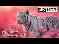 Best of Animal Planet in 4K Video | 4K HDR 60FPS | Dolby Vision
