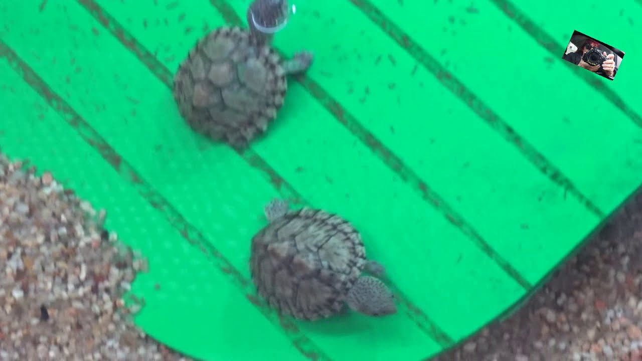 La Tortue Sternotherus Carinatus ou Tortue Aquatique - Villaverde Pizançon - France