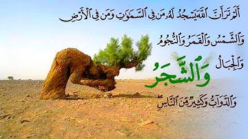 «  ألم تر أن الله يسجد له من في السماوات ومن في الأرض » القارئ عبد الباسط عبد الصمد
