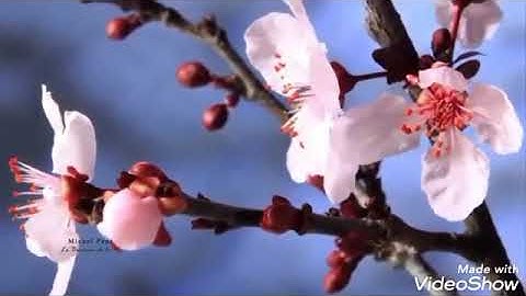 #راحة نفسية#ارح سمعك مع القارئ الشيخ مشاري بن راشد العفاسي 🎧❤️❤️😍