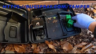 How to Catch a DEER MOUSE commonly called a Vole | BUGSPRAY COM by U-Spray Bugspray 97 views 1 year ago 3 minutes, 32 seconds