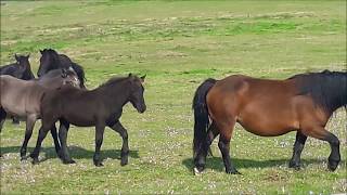 OBSERVACION DOS CABALOS NO XISTRAL 23 09 2017