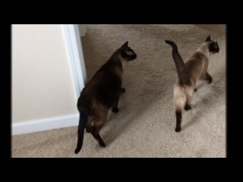 Lloyd and Chloe Inspect the New Home