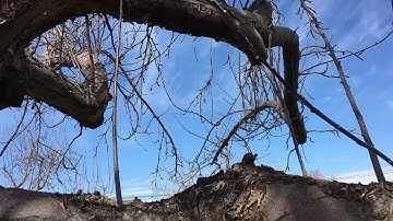 What Does a Water Sprout Look Like?