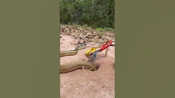 DIY Snake Trap using Scissors And Wood #creativesnaketrap #buildsnaketrap #shortsvideo #snaketrap