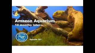 Download Lagu The Tannin Tank 10 months later  Episode 181 MP3