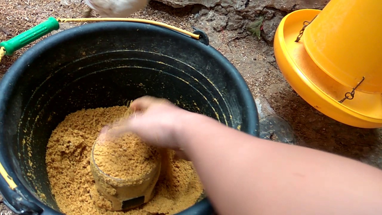 Ayam Kampung Super Cara Jitu Panen Ayam 45 hari dan Kndang Tdak Bau dgn
