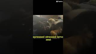 My Zoey the comedian lol.                    #dog #aussie #love #happy #shorts #subscribe #funny