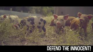 Children Abusing Baby Pigs- Woodside Rodeo- Pig Scramble Children Abusing Baby Pigs- Woodside Rodeo- Pig Scramble