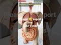 Elephant Digestive System Animation/Animal Anatomy/Animal AI Art/41