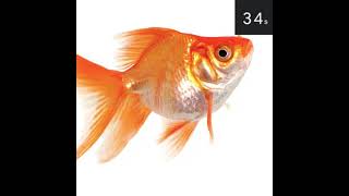 Celebrity Cute 1 Minute Fish Timer With Music! #timer #countdown Net Worth