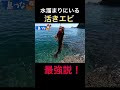 【爆釣】水溜りにいる生物がヤバすぎた!!!#子供と#最高の思い出#漁師#釣り#ONE PIECE#ワンピース